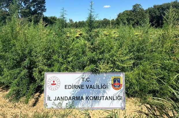 Edirne'de iki tarlada 49 bin 500 kök Hint keneviri ele geçirildi