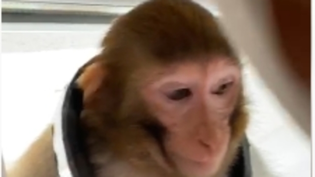 Çorum'da Buse'yi bacağından ısıran maymun, 3 gündür aranıyor