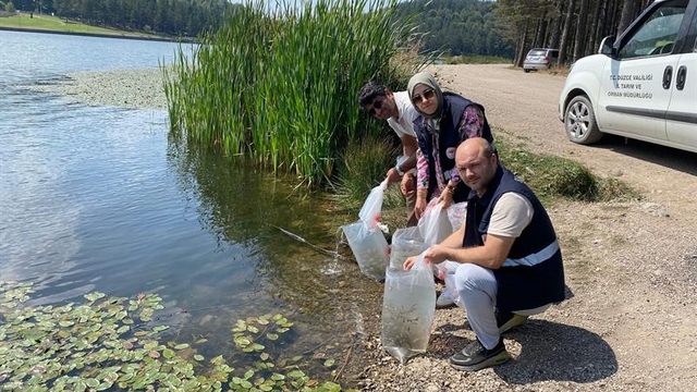 Düzce'de göl ve göletlere 35 bin sazan yavrusu bırakıldı