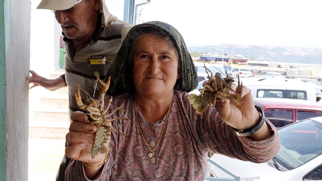 35 yıldır gün doğumunda kerevit avlıyor