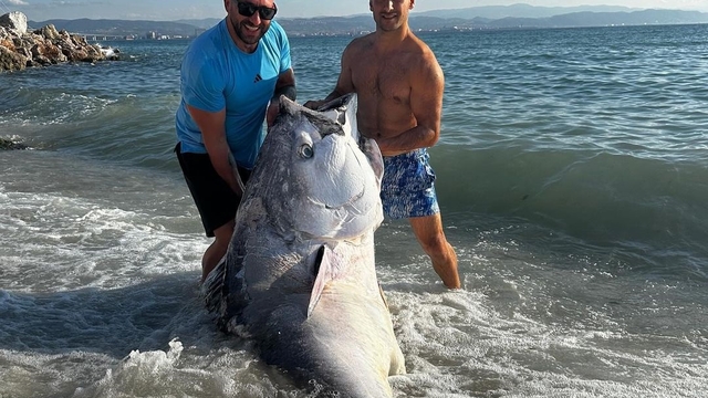 Avladıkları 320 kiloluk mavi yüzgeçli orkinosu 3 gün sonra buldular