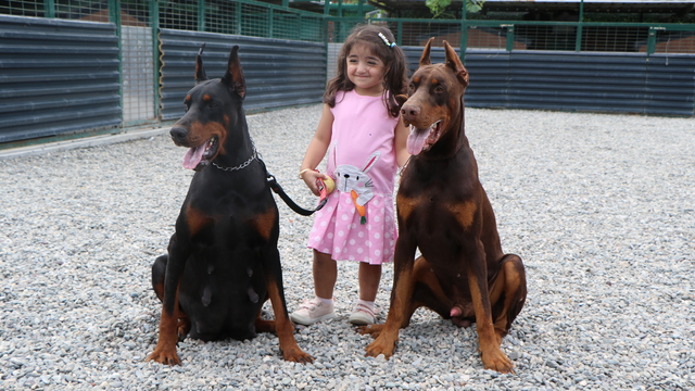 Kurduğu çiftlikle doberman yetiştirip, 40'ı aşkın ülkeye gönderdi