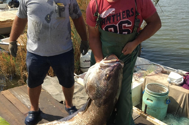 Meriç Nehri'nde balıkçılar 41 kilogramlık granyöz balığı yakaladı