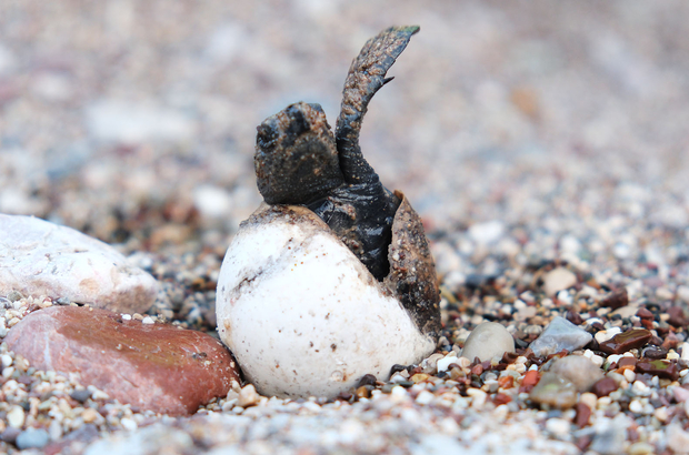 Antalya'nın Çıralı sahilinde 4 bin caretta caretta denizle buluştu