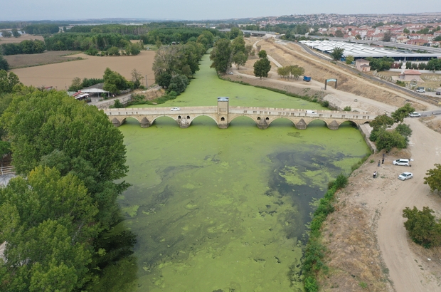 Tunca Nehri'ni "yeşile boyayan" yosun ve su mercimeklerinin yayılımı arttı