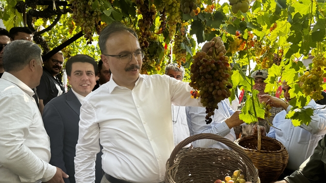 Siirt'te tayfi üzüm hasadına başlandı