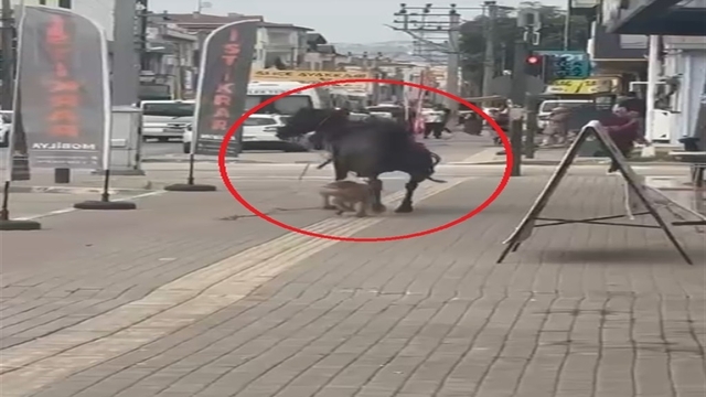 Ata saldıran pitbull cinsi köpek, barınağa teslim edildi