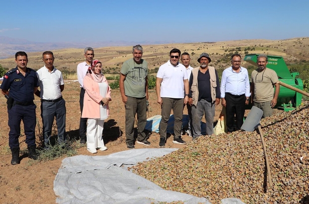 Keban Kaymakamı Atalık, badem hasadına katıldı