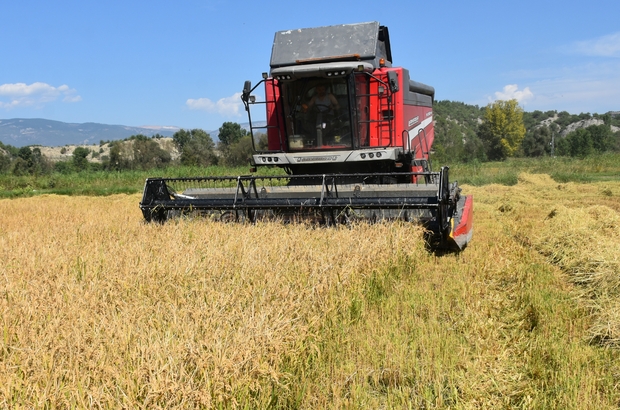 Sinop'ta üreticiler, yeni sezon çeltik hasadına başladı