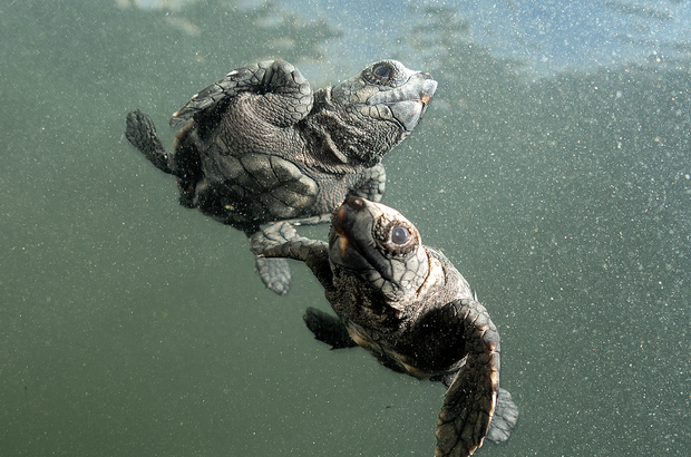 Antalya'da caretta caretta yavrularının yuvalarından çıkışı görüntülendi