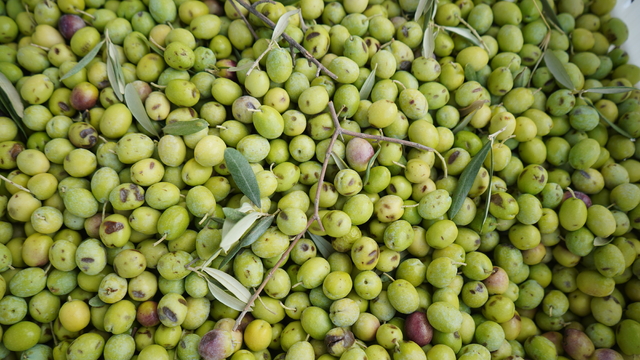 Türkiye'nin önemli zeytin üretim merkezlerinden Ayvalık'ta hasat başladı