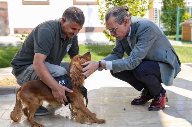 Etimesgut Belediyesince 5 sahipsiz köpek eğitilerek bekçi köpeği yapıldı 