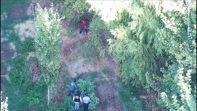 Diyarbakır'da 7 bin 25 kök Hint keneviri ele geçirildi