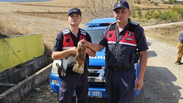 Amasya'da yaralı kızıl şahin korumaya alındı