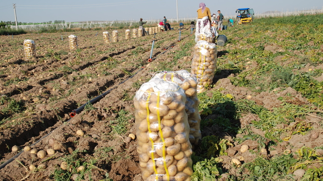 İklim değişti; yazlık ve kışlık patates aynı dönemde hasat edilince fiyat 4 liraya düştü