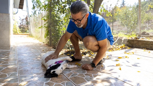 Mersin'de bakımevindeki 52 köpek ve 32 kedi sahiplendirildi