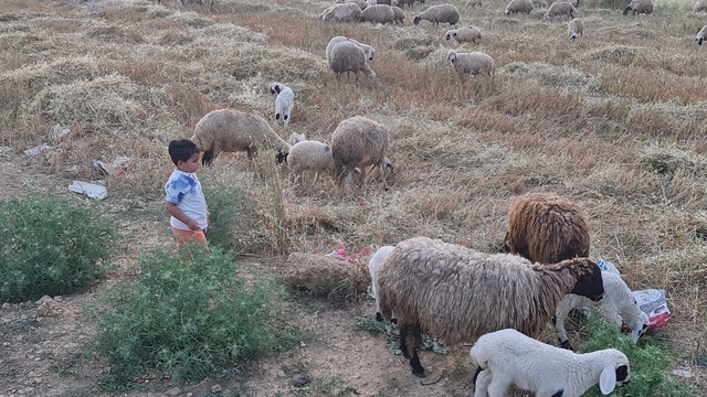 Kadirli'de küçükbaş ve büyükbaşlara 'mavi dil' karantinası
