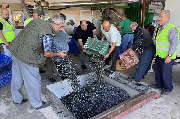 Kumluca'da hasat edilen zeytinin sıkımına başlandı