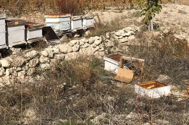 Beypazarı'nda ayılar arı kovanlarına zarar verdi