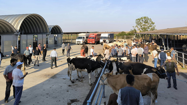 Keşan'da çiçek ve şarbon hastalığı nedeniyle hayvanların meraya çıkartılması yasaklandı