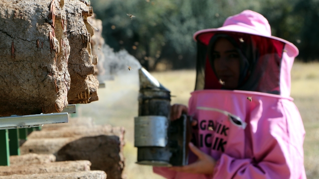 'Pembe maskeli kadınlar' bal hasadına başladı