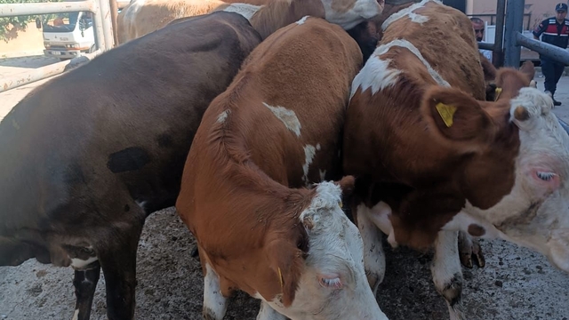Kırklareli'ne kaçak yolla büyükbaş hayvan getiren kişilere para cezası kesildi