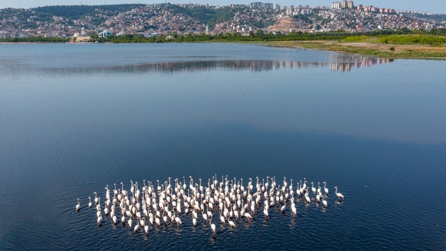 İzmit Körfezi'nde flamingo popülasyonu arttı