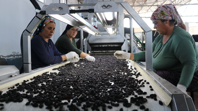 Kilis'in tescilli "horoz karası" üzümü kurutularak tüketicilere ulaştırılıyor