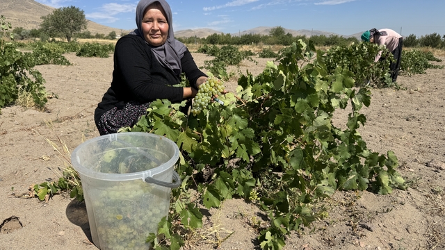 İç Anadolu kadınının pekmez mesaisi başladı