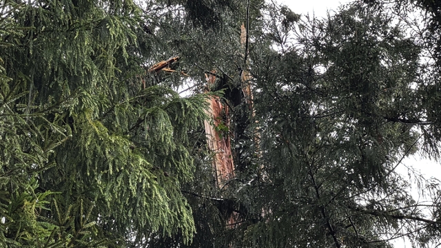 Rize'de yıldırım isabet eden ağacın yakınındaki evde hasar oluştu