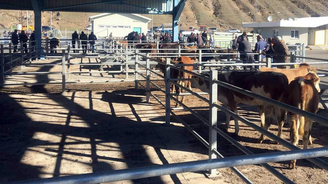 Sarıkamış'ın yeni hayvan pazarı hizmete girdi