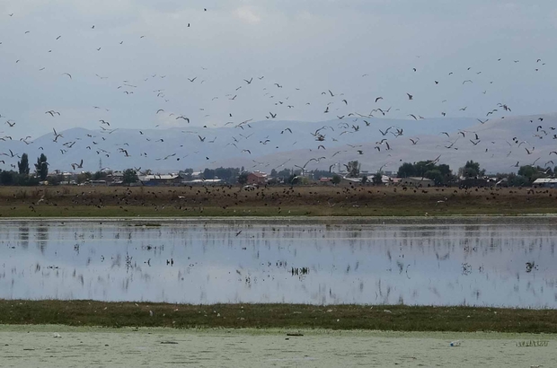 Yağmur sularıyla Erzurum Ovası'nda 30 'kuş cenneti' oluştu