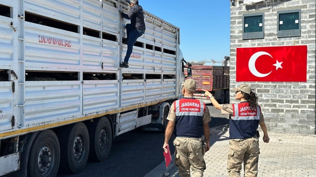 Diyarbakır'da jandarmadan veteriner sağlık raporu bulunmayan hayvanlara yönelik denetim