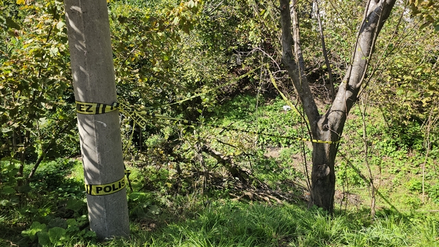 Fındık bahçesindeki kadını domuz sanıp, tüfekle vurarak öldürdü