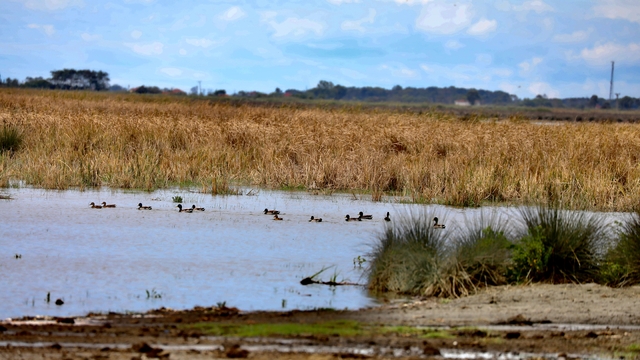 Sonbahar yağışları Kızılırmak Deltası Kuş Cenneti'ni yeniden canlandırdı