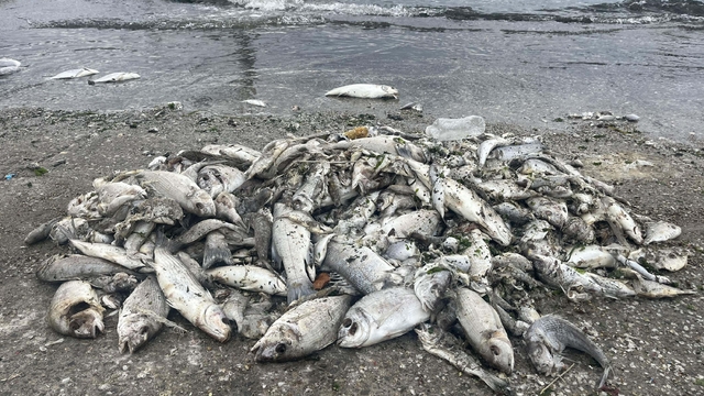 Bilim insanlarından 'İzmir Körfezi' raporu: Ortamda atık su girdisinin olduğu anlaşıldı