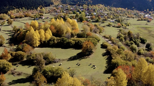 Galeri