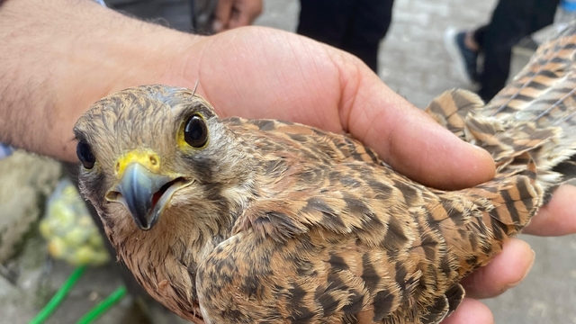 Şırnak'ta yaralı bulunan kerkenez kuşu tedavisinin ardından doğaya salındı
