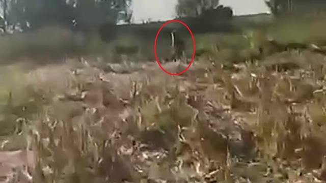 Mısır tarlasına zarar veren ayıyı kovaladı