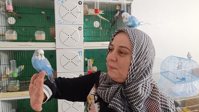 Eşinin Sevgililer Günü'nde aldığı 'Paşa'yı çok sevdi; evinde 25 muhabbet kuşuna bakıyor