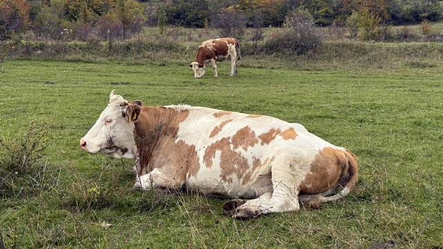 Posoflu üniversite mezunu Yeşim, hayvancılıkta köyüne örnek olmak istiyor