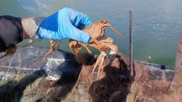 Kayseri'de balık tuzaklarında kurtarılan 1500 yavru kerevit suya bırakıldı