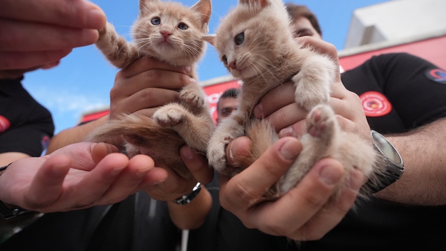 Kurtarma ihbarına gittiği kedi yavrularını sahiplendi