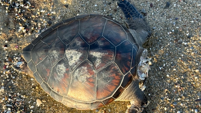 Alanya'da sahilde ölü caretta caretta bulundu