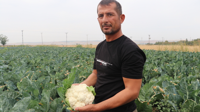Batmanlı çiftçiler fide desteği sayesinde ikinci ürün olarak sebze yetiştiriyor