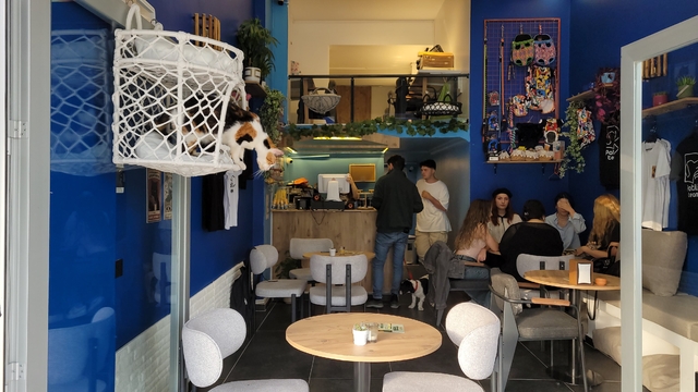 "Patili Kafe"de en uslu köpeğe ödül maması veriliyor
