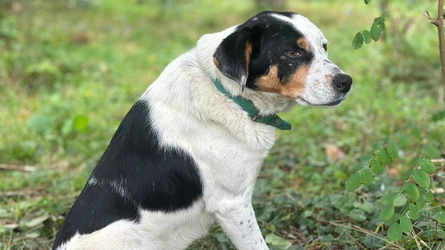Ordu'da "Teo" isimli köpek sahibinin mezarı başında bekliyor