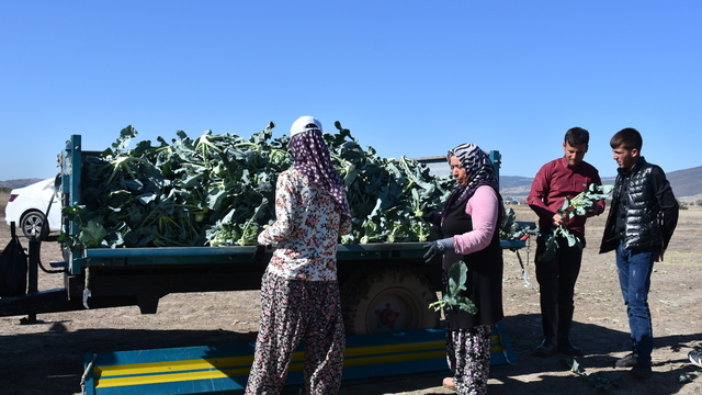 Devlet desteğiyle ekilen brokoli belde üreticisine yeni gelir kapısı oldu