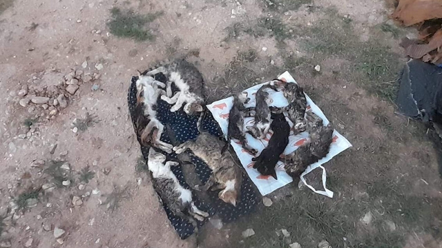 Kırklareli'nde barınakta 17 kedi ve köpek öldü; adli, idari soruşturma başlatıldı