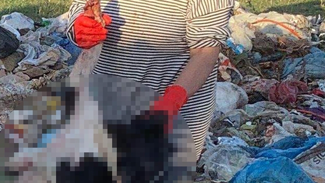 Kırklareli'nde barınakta 17 kedi ve köpek öldü; adli, idari soruşturma başlatıldı (2)